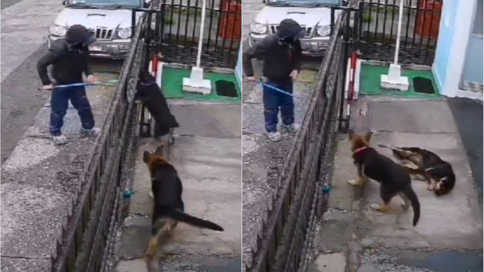 Denuncian maltrato animal en Hualpén: Lector de medidor “apaleó” a mascota de una vivienda