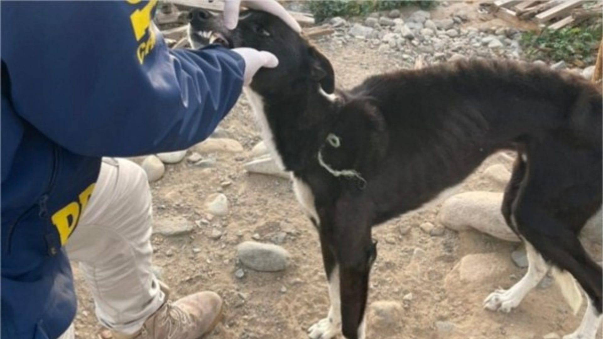 En deplorable estado de salud: Rescatan a perro galgo víctima de maltrato animal en Collipulli