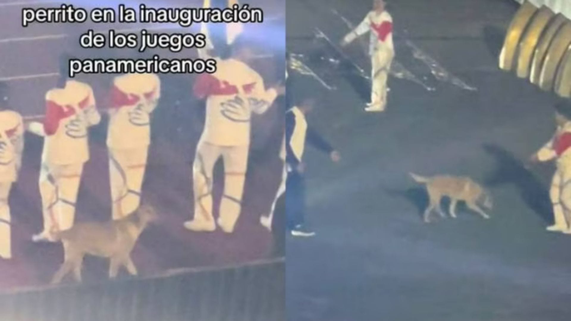 Perrito se robó todas las miradas tras colarse en la inauguración de los Panamericanos 2023
