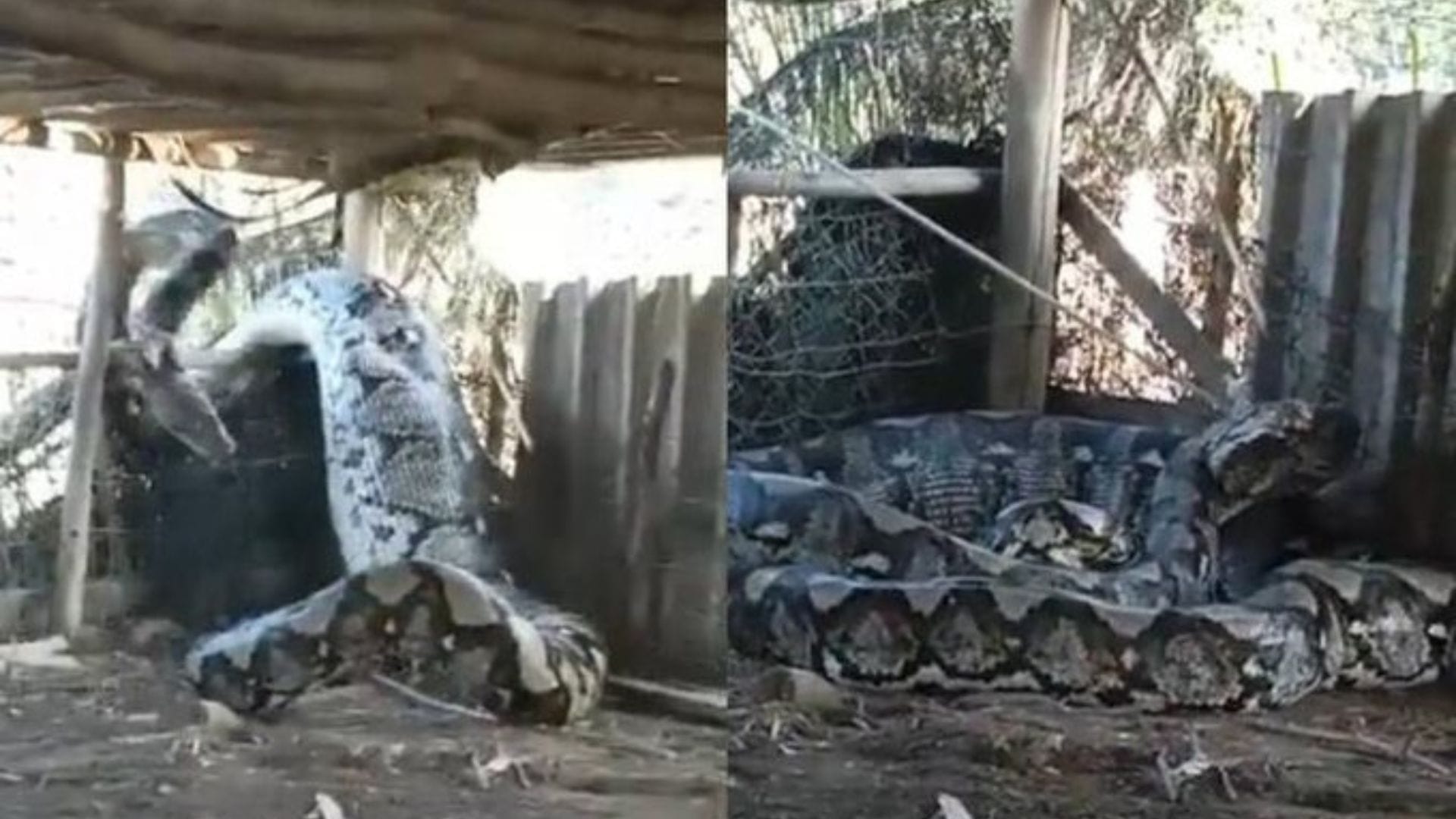 ¡Impresionante! Serpiente gigante aparece en el patio de una casa de India