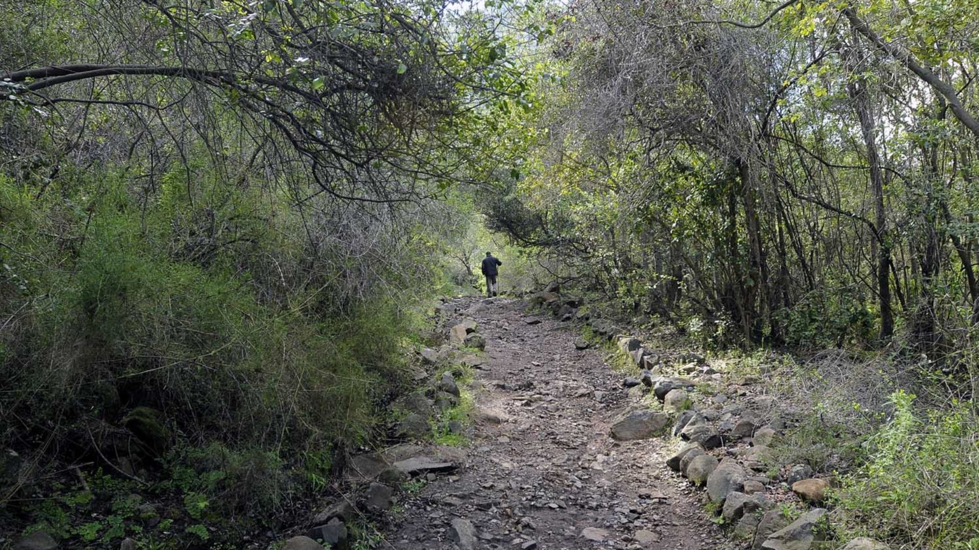 A 300 metros de la cima del cerro: Encuentran sin vida a senderista que desapareció en el Parque Nacional La Campana