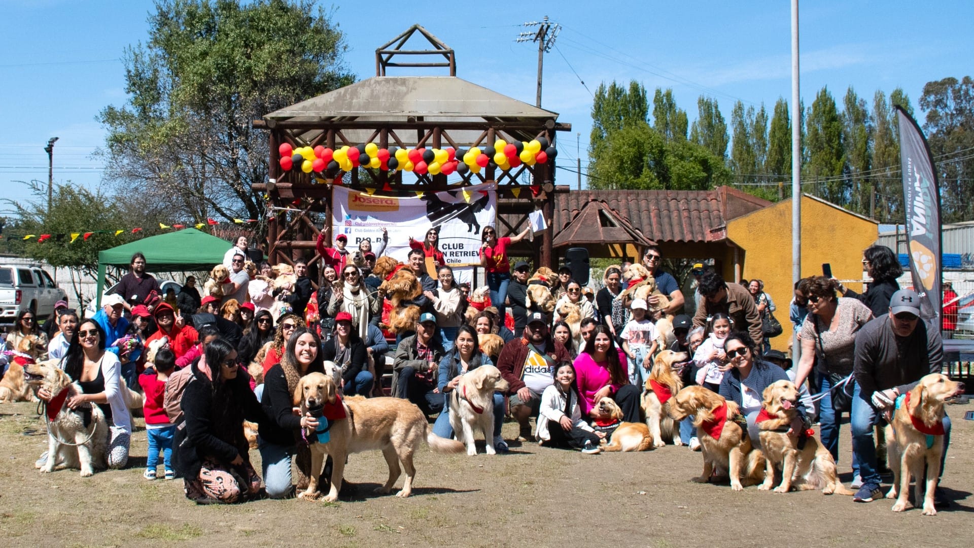 Penquistas se agrupan en el Club Golden Biobío: Una raza de perritos muy abandonada en su vejez