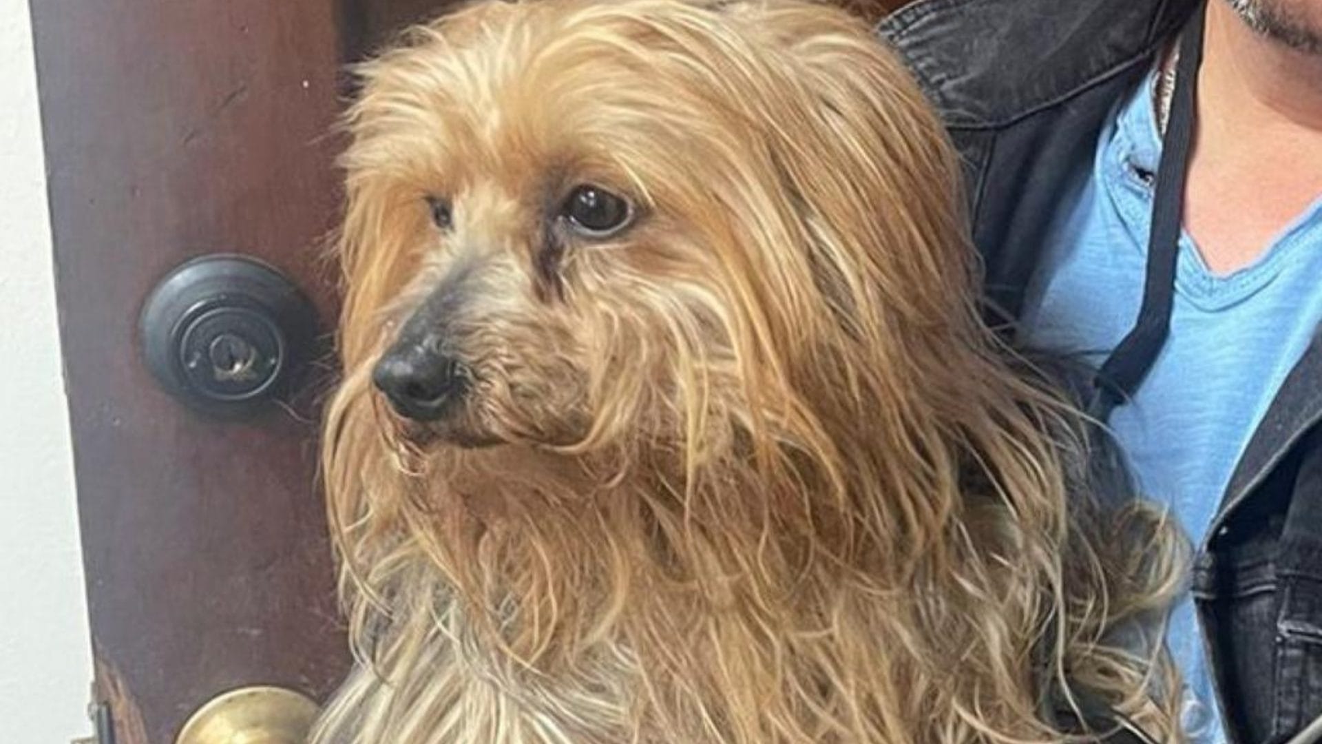 Recuperan a perro Yorkshire que era vendido por redes sociales en Chillán: Una persona fue detenida
