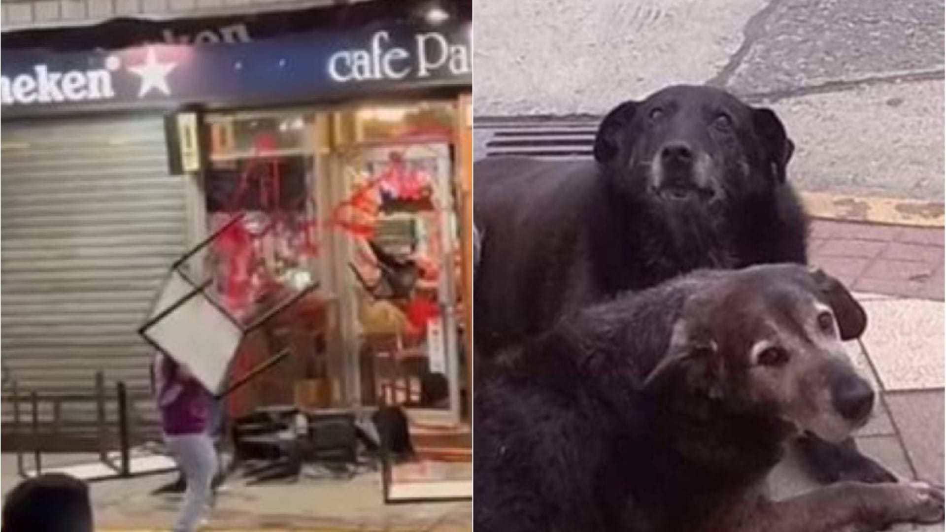 Manifestantes atacan cafetería de Valdivia tras acusar al dueño por “desasaparición” de perritos