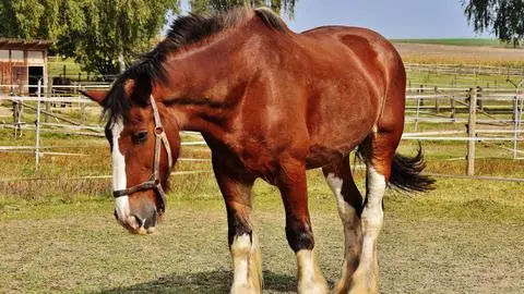 Detectan nuevos casos de Anemia Infecciosa Equina en la Región del Biobío y activan medidas sanitarias