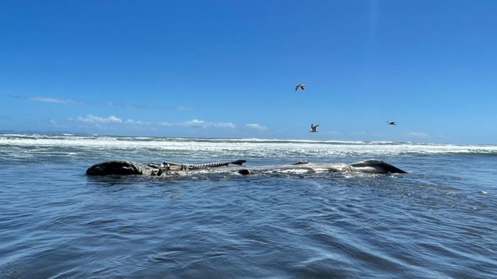 Reportan Cachalote fallecido en playa de Tirúa: Mide 20 metros y pesa 50 toneladas