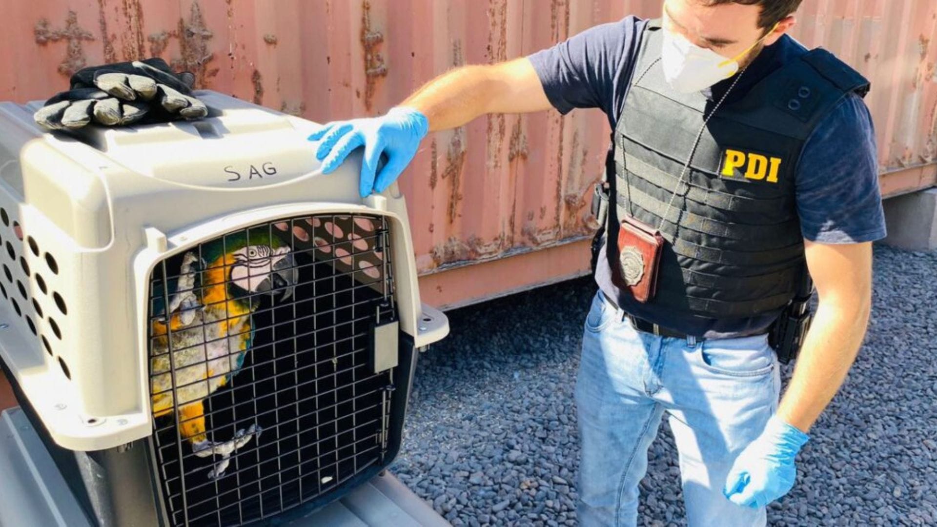 Encuentran “aves exóticas protegidas” en una casa de Alto Hospicio tras denuncia por maltrato animal