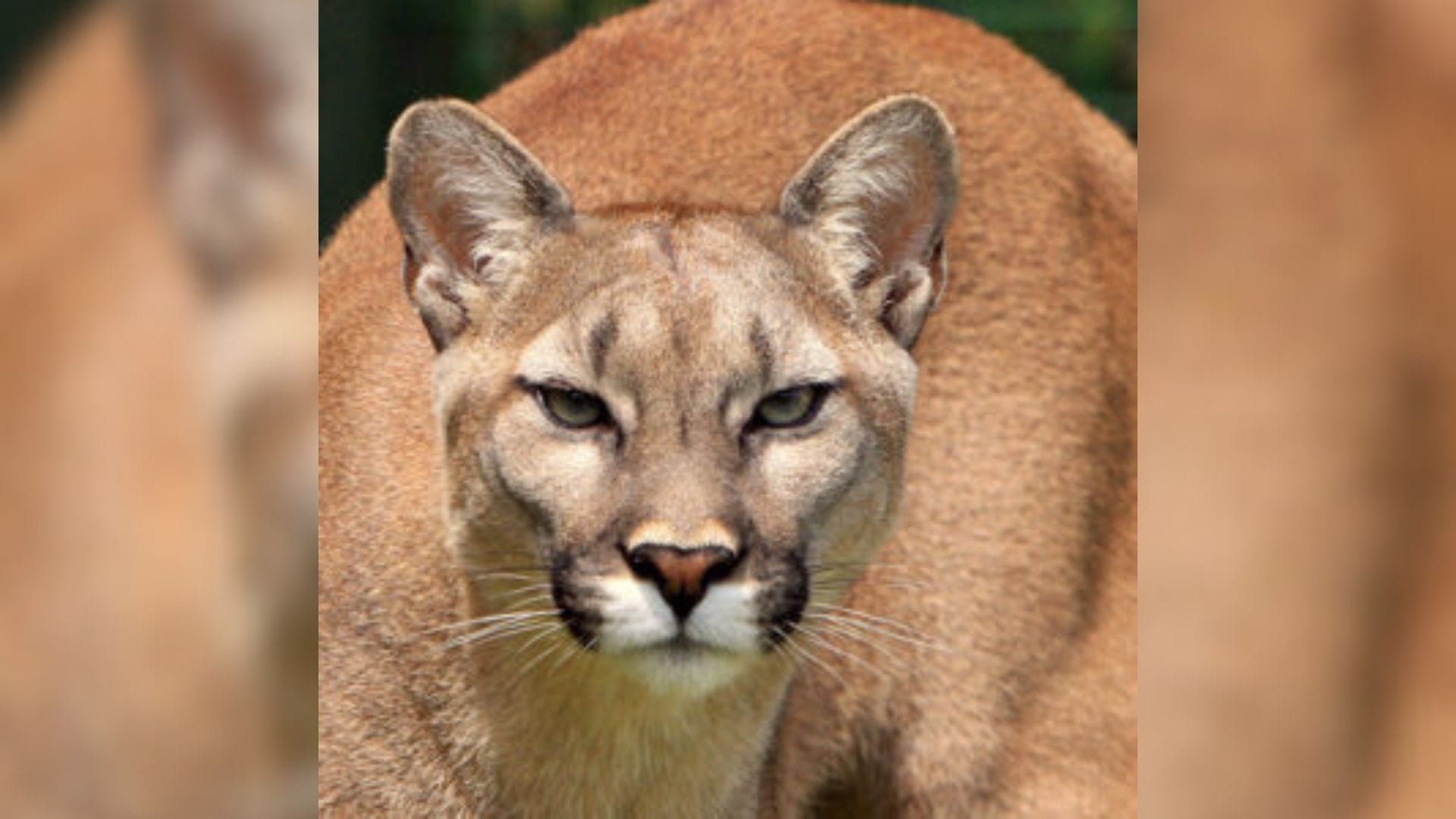 Vecinos de Chiguayante en alerta por avistamiento de supuesto puma en sectores poblados