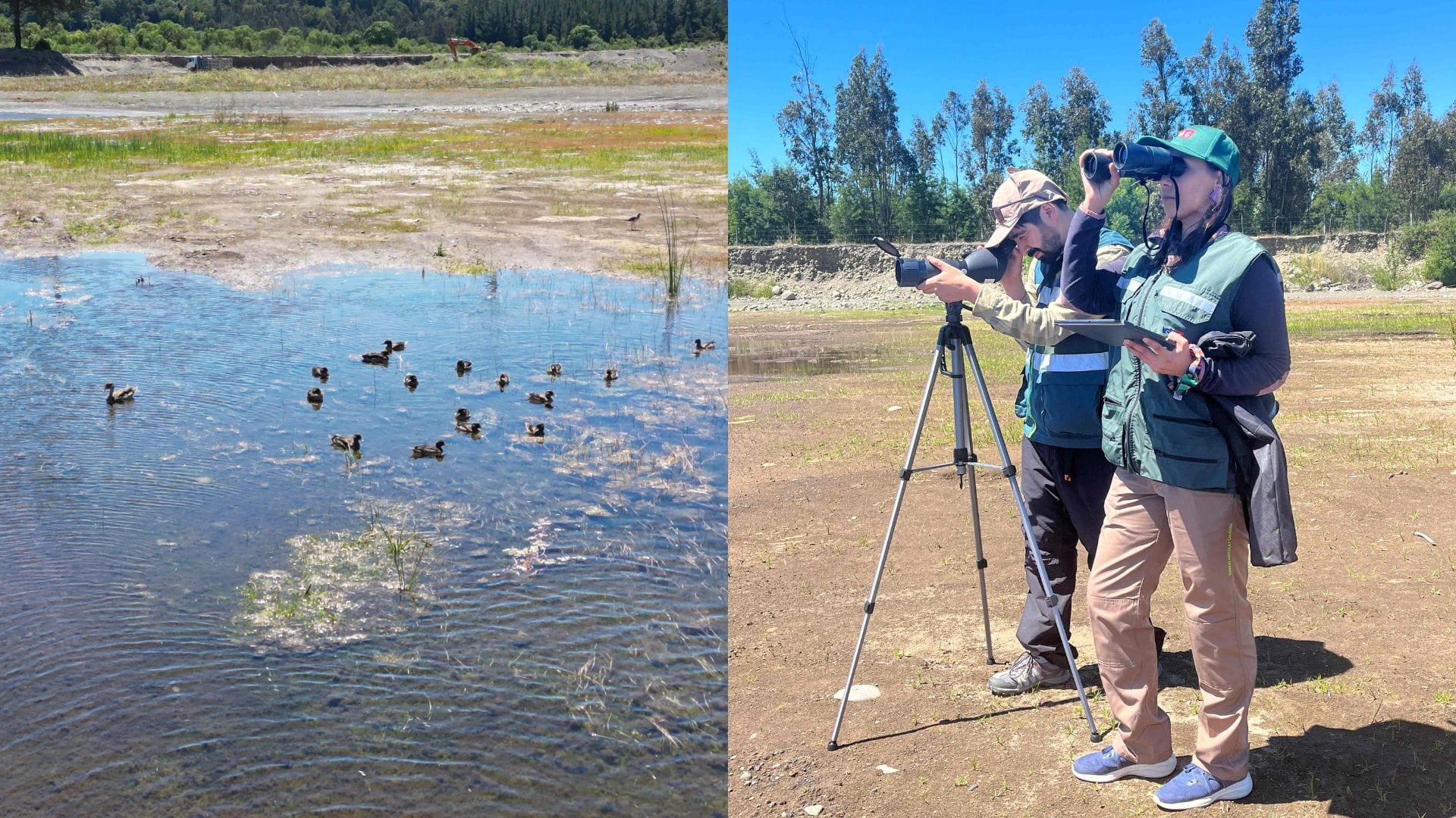 Comienza proceso migratorio de aves y en el Biobío activan equipos para detectar tempranamente enfermedades