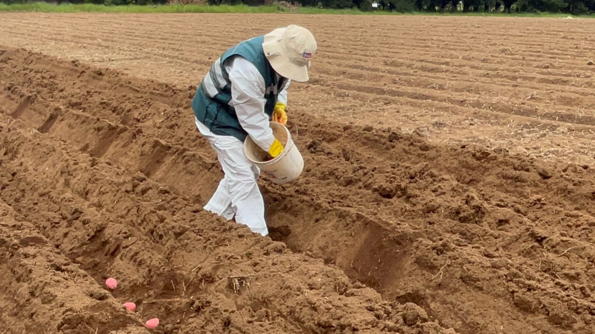 Trabajan en la creación de siete nuevas variedades de papa en la Provincia de Arauco