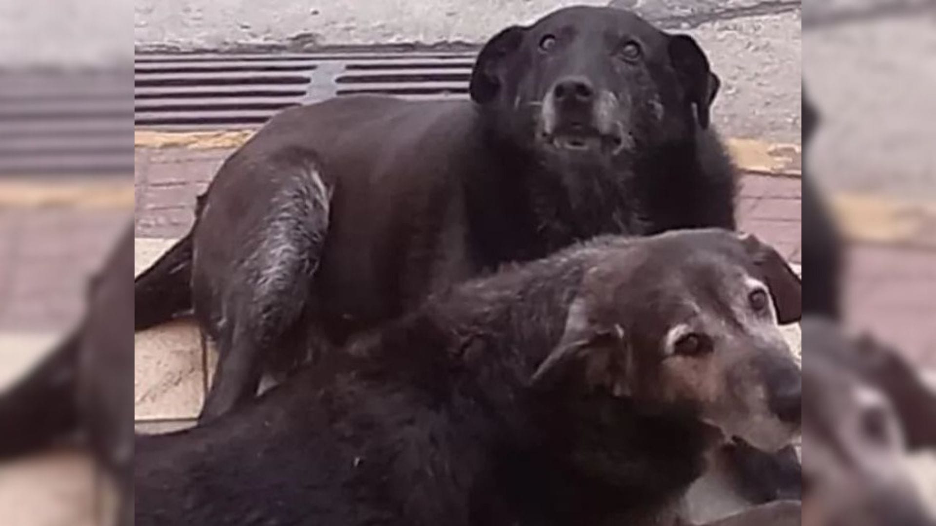 Encuentran enterrados en un patio a perros comunitarios que estaban desaparecidos en Valdivia