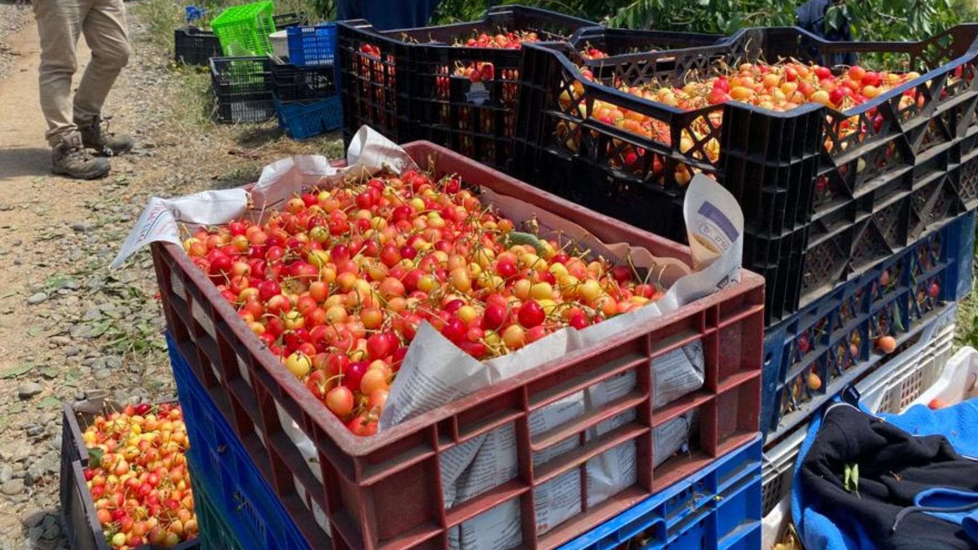 Expertos UdeC irán al rescate de las cerezas Corazón de Paloma en Quillón