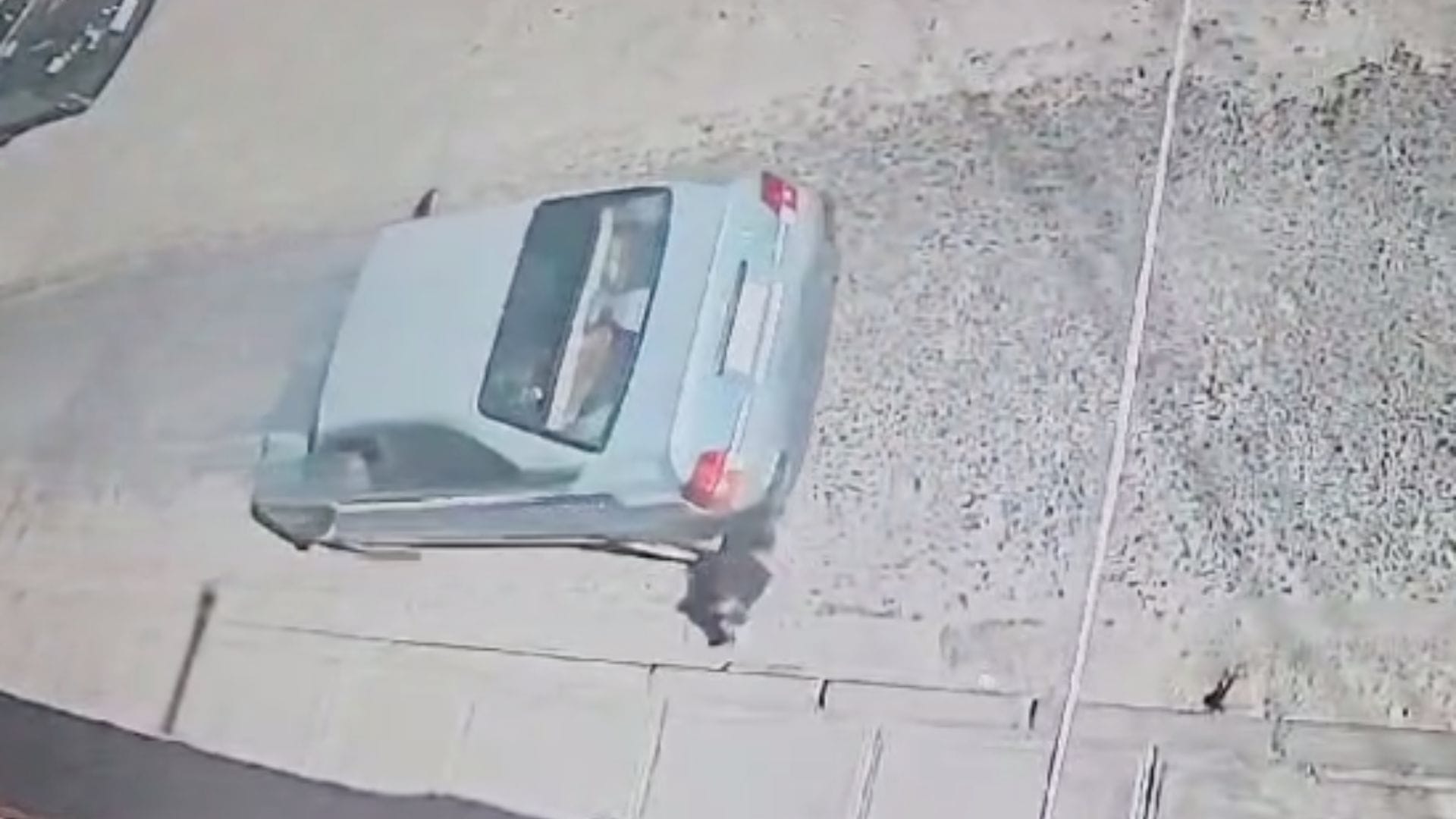Maltrato animal en Calama: Denuncian atropello intencional a un perrito