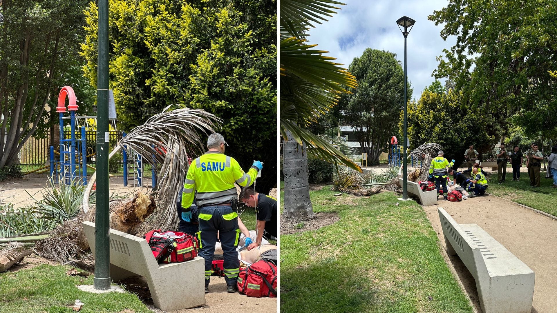 Persona de 66 años muere tras caída de palmera sobre su cuerpo en Viña del Mar