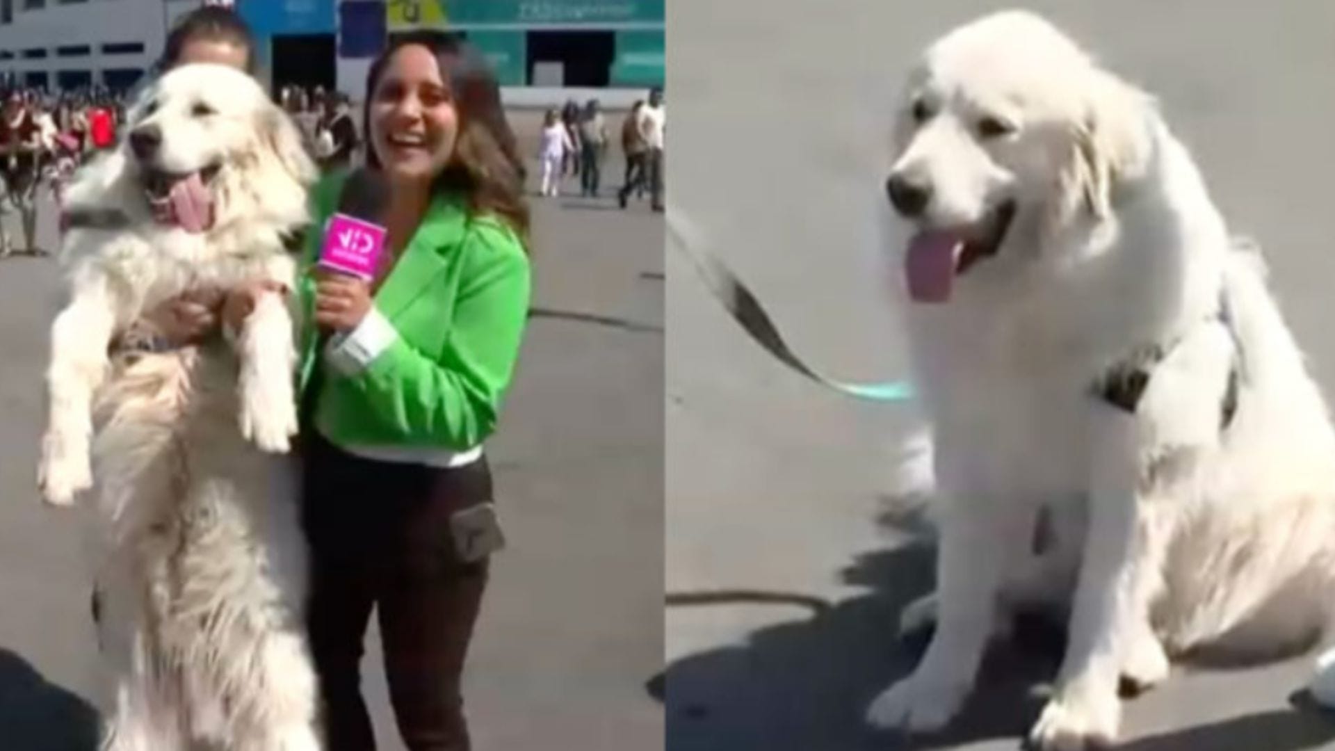 Jack: El perro de 1,65 metros que se robó las miradas durante las votaciones en el Estadio Nacional