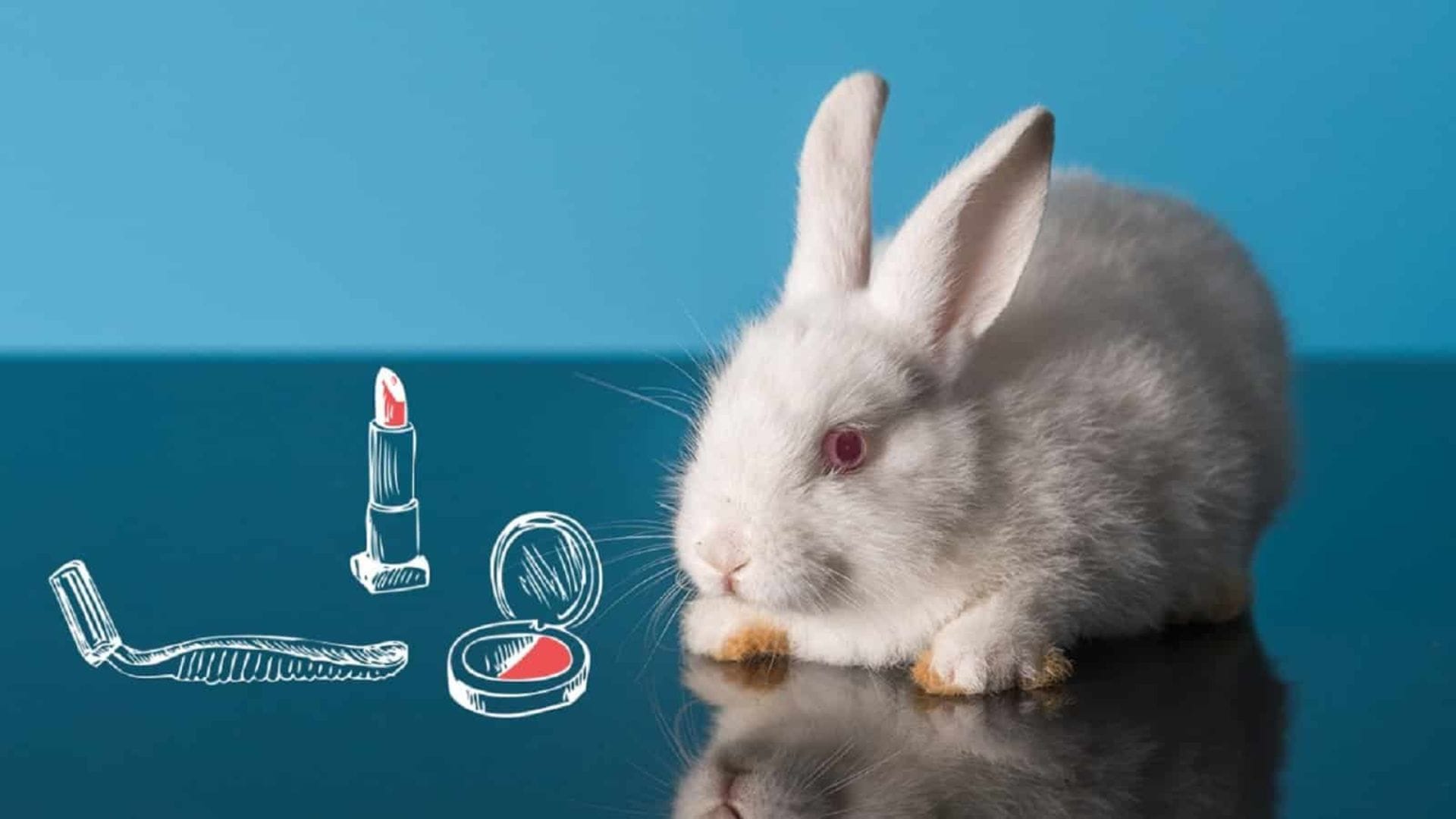 Un hito para el derecho animal: Aprueban ley que prohíbe las pruebas de cosméticos en animales