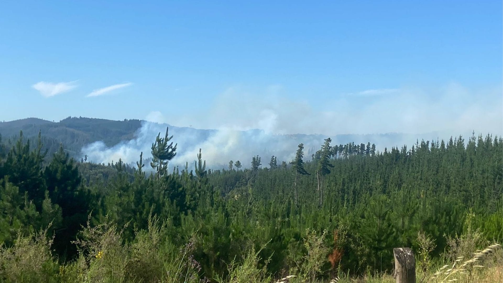 Incendio forestal afecta a Quillón y Florida: Realizan intenso combate para extinguir las llamas