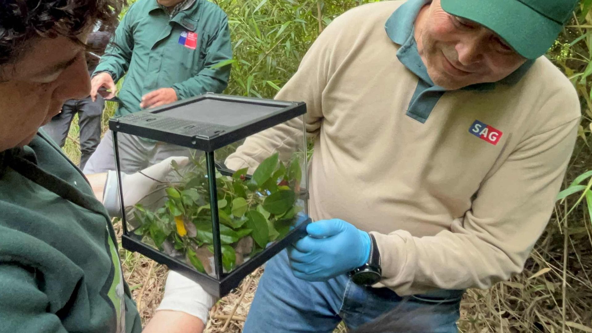 Monitos del monte regresan a su hábitat natural en proyecto Campus Naturaleza UdeC