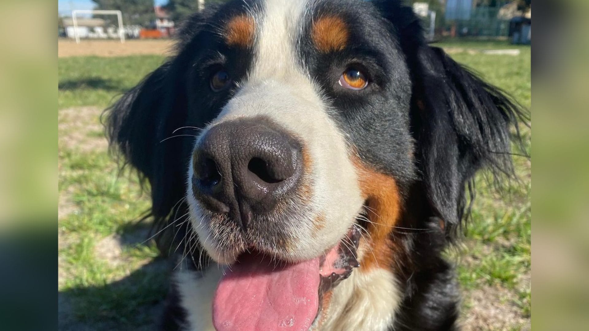 Ofrecen recompensa por perrita que se encuentra perdida en Mulchén