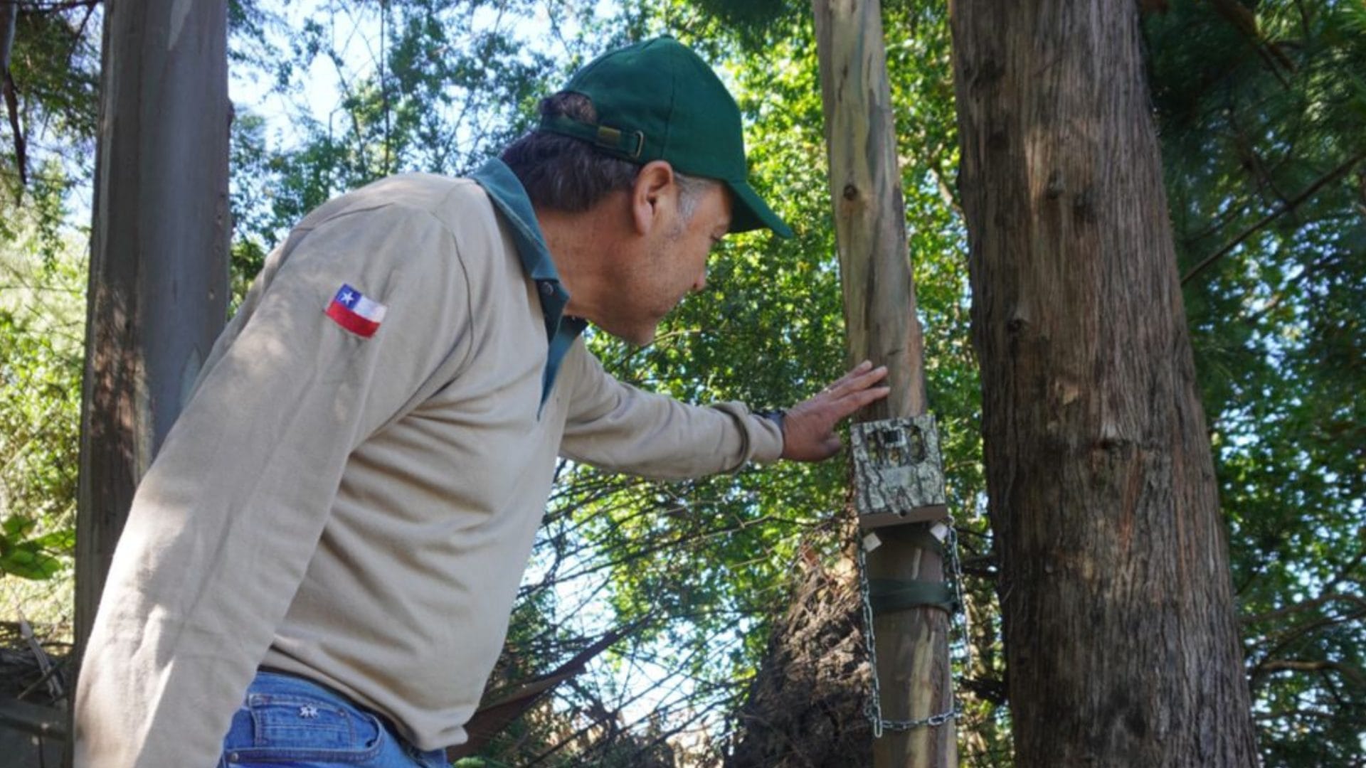 Levantan cámaras trampas instaladas en el lugar donde se avistó un puma en Chiguayante