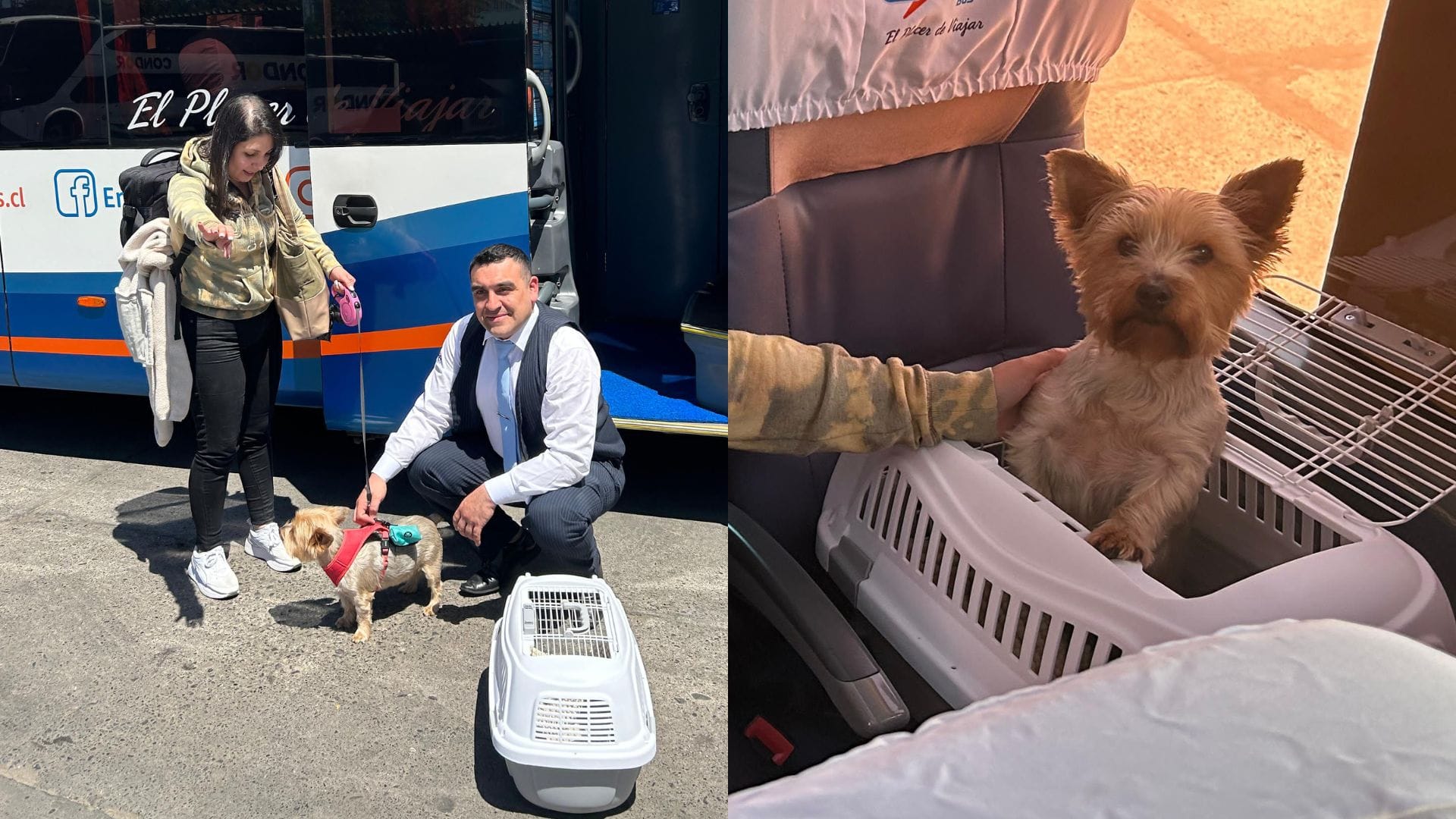 Línea de buses inaugura servicio que permite viajar con mascotas entre Concepción y Santiago