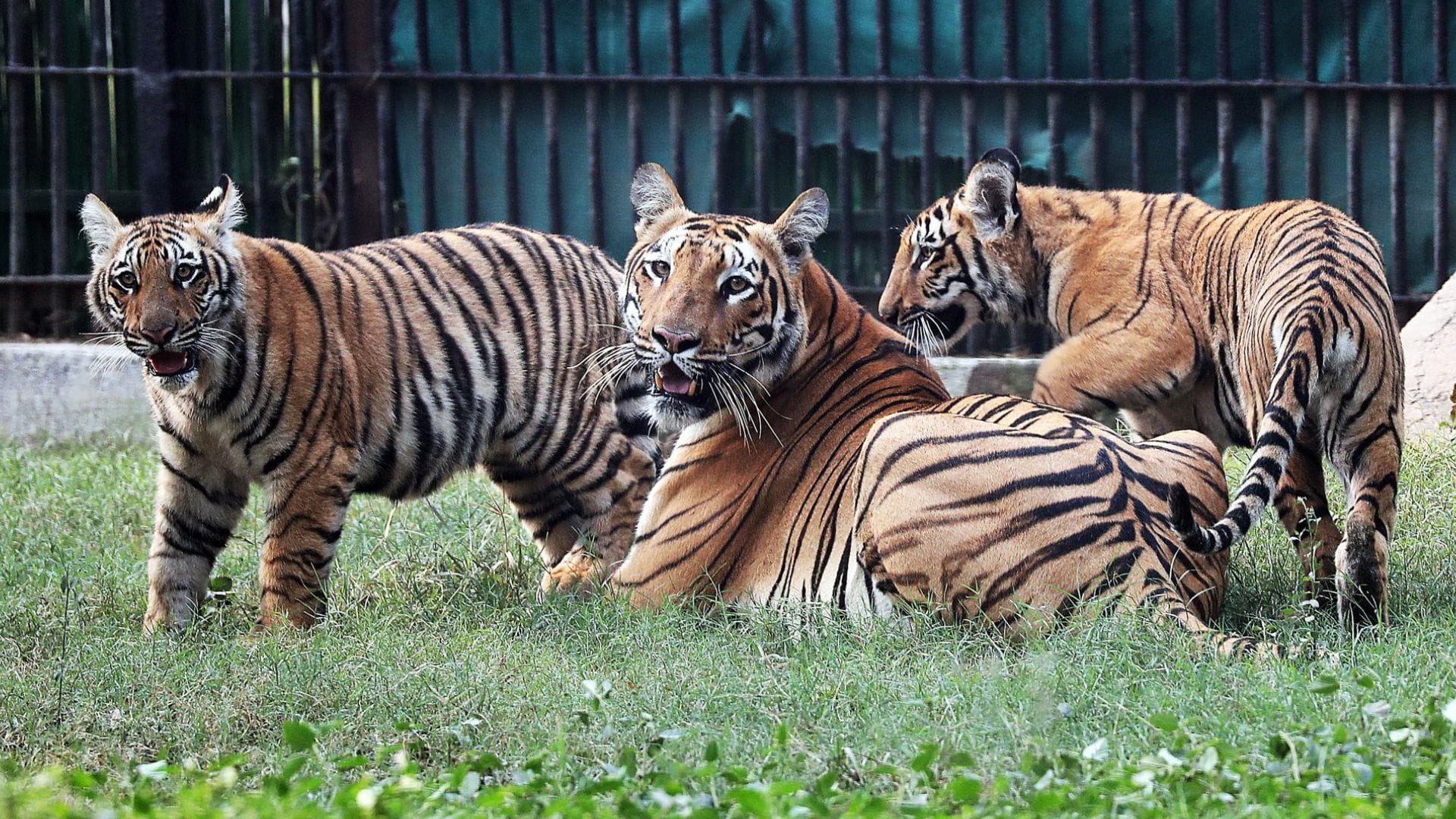 ¡Tras 18 años!: Nacen dos tigres en cuativerio en Nueva Dehli