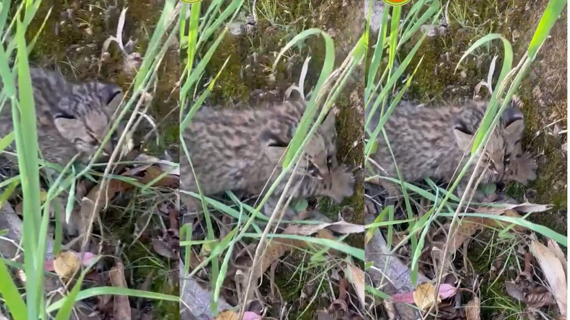 Un particular avistamiento: Captan a cachorros de güiñas en sector rural de Coronel