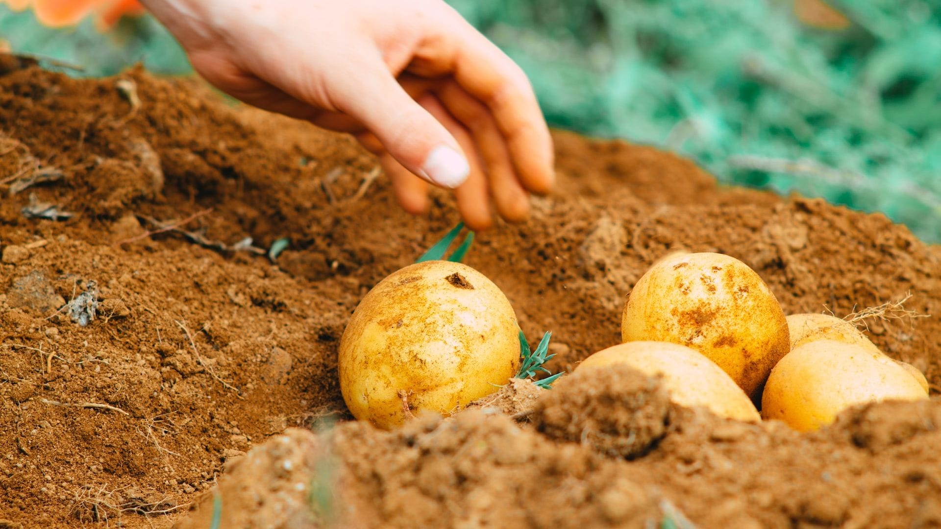 Estudio reveló cuáles fueron los alimentos que más subieron de precio desde la pandemia en Chile
