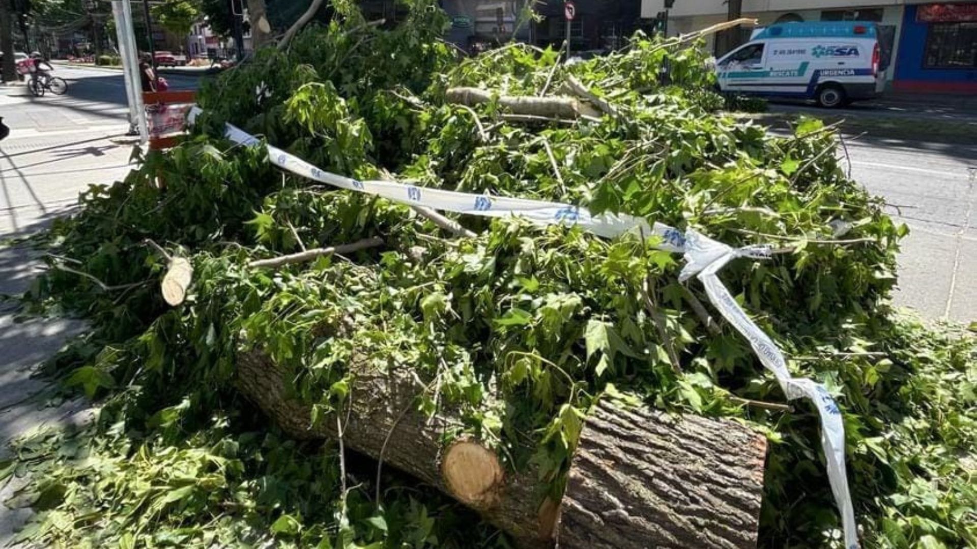 Siguen reclamos por árboles cortados en calle Chacabuco de Concepción: Municipalidad responde que todos serán repuestos