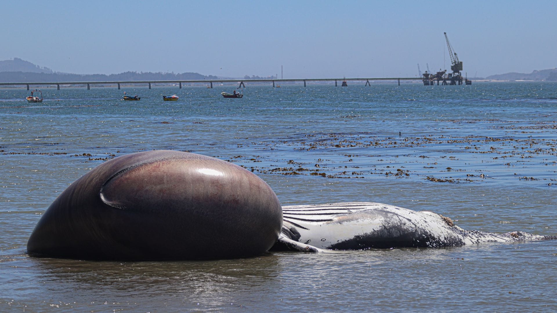 Ballena jorobada varó muerta a orillas de playa en Penco