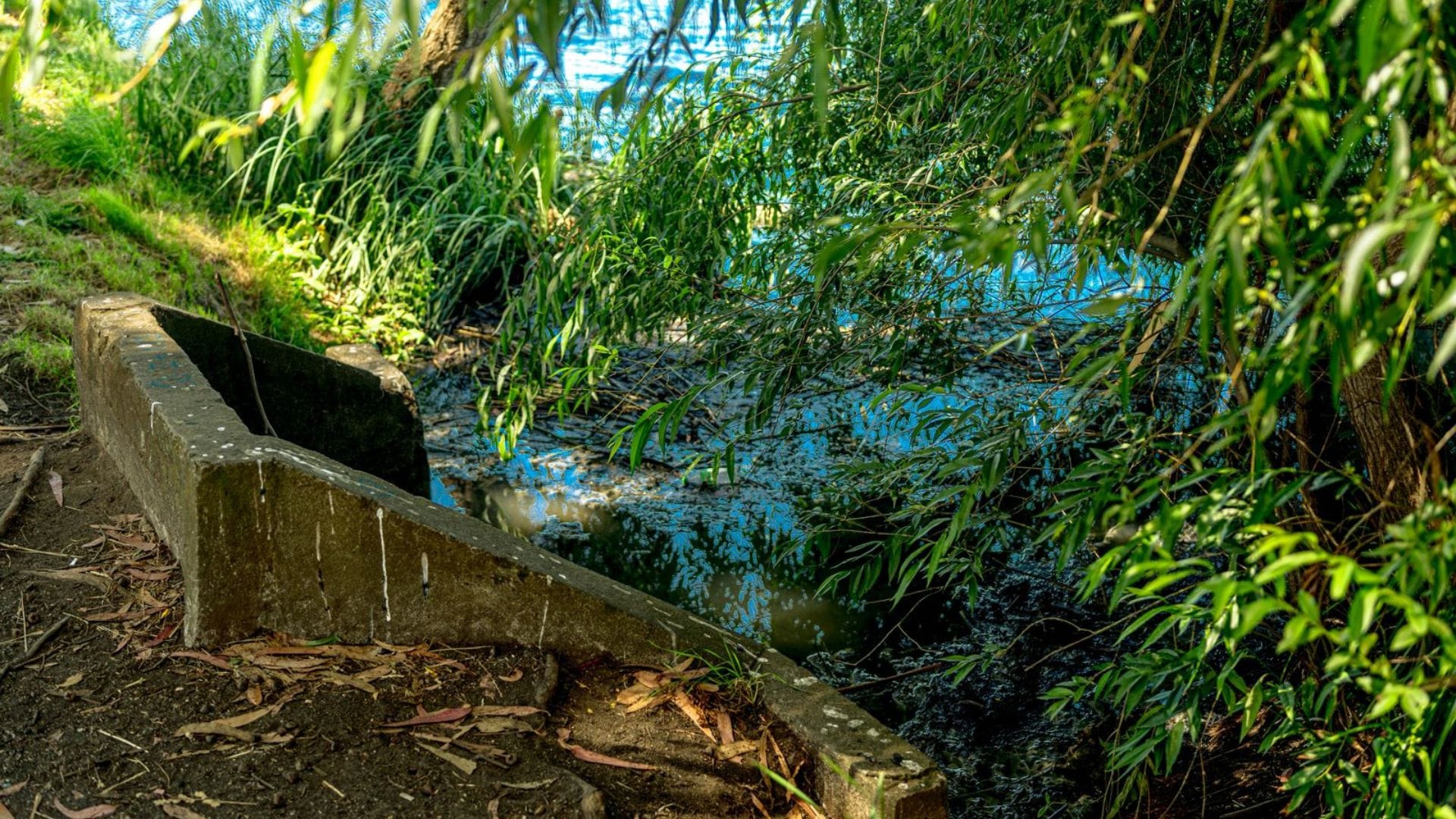 Municipalidad de San Pedro presenta denuncia por vertimiento de aguas servidas a Laguna Grande