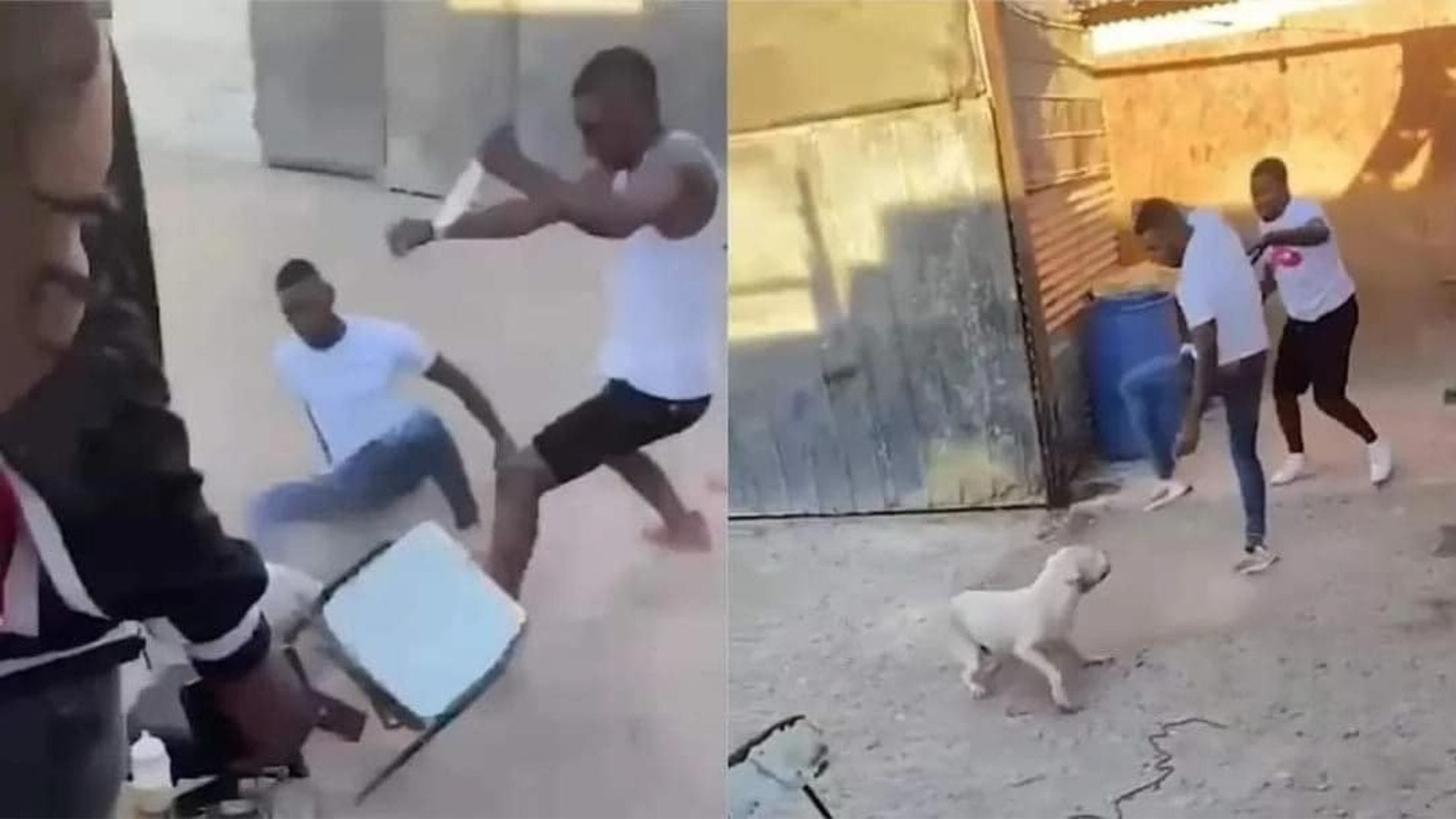 Decretan prisión preventiva en contra de hombre que golpeó y apuñaló a perro en Copiapó