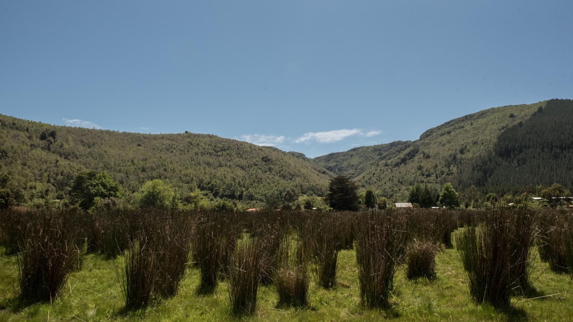 Tribunal Internacional de los Derechos de la Naturaleza sesionará en el Biobío por modelo forestal y megaincendios de 2023