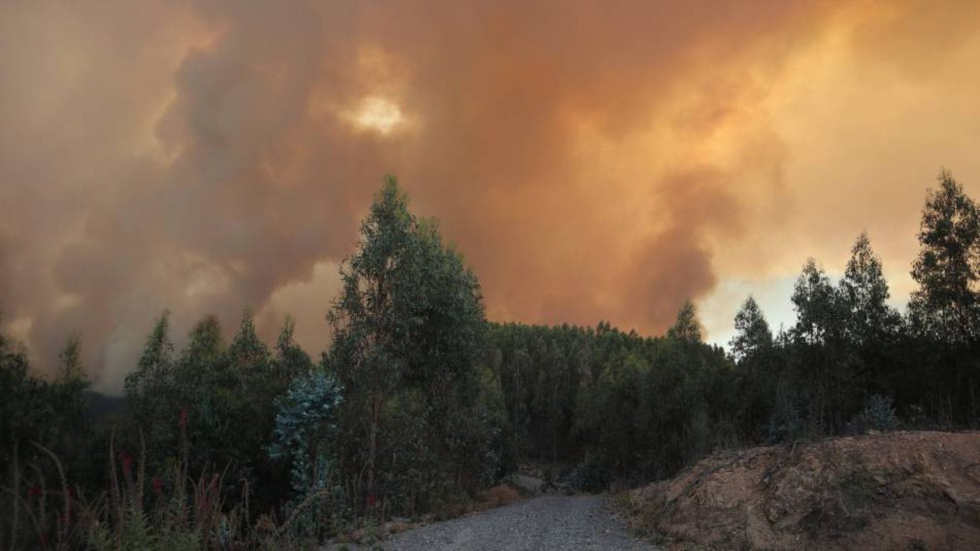 20 detenidos van en 2024 por generar incendios forestales en Chile: Casi la mitad son en Biobío