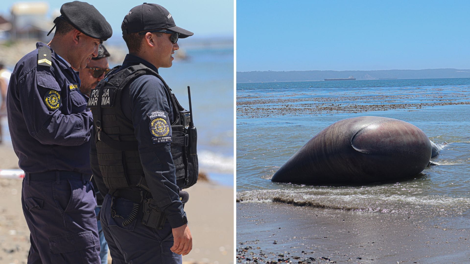 Conoce que pasó con la disposición final de la ballena jorobada que varó en Penco