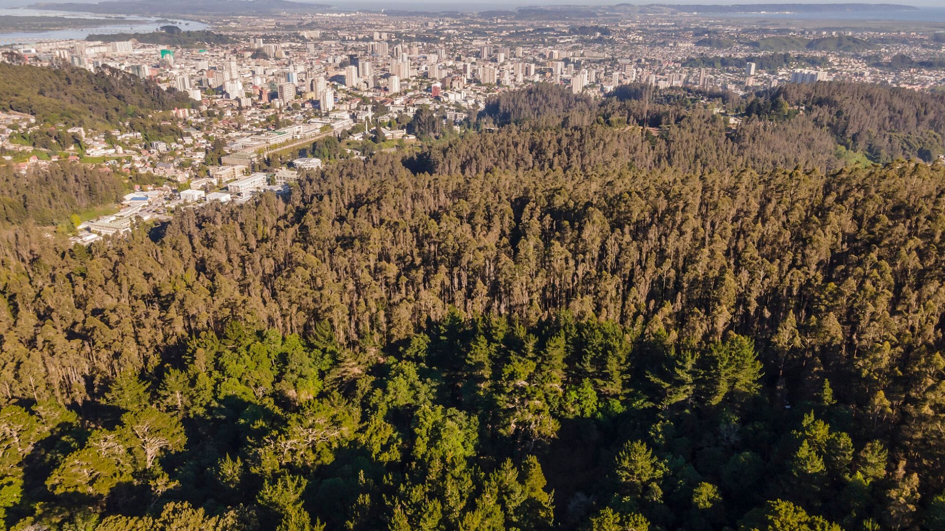 Concepción: Inician faenas de preparación para conservación de ex situ en Campus Naturaleza