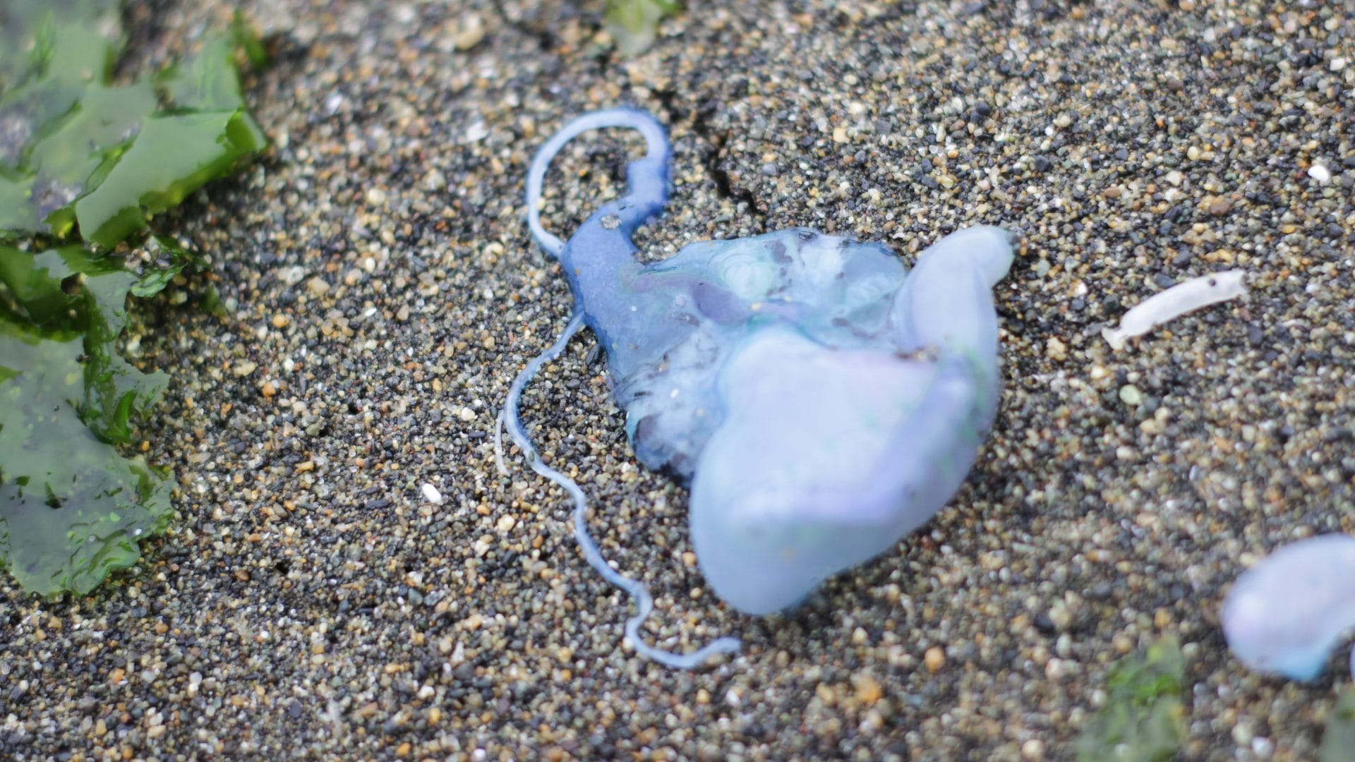 Cierran playa de Tongoy por presencia de Fragata Portuguesa