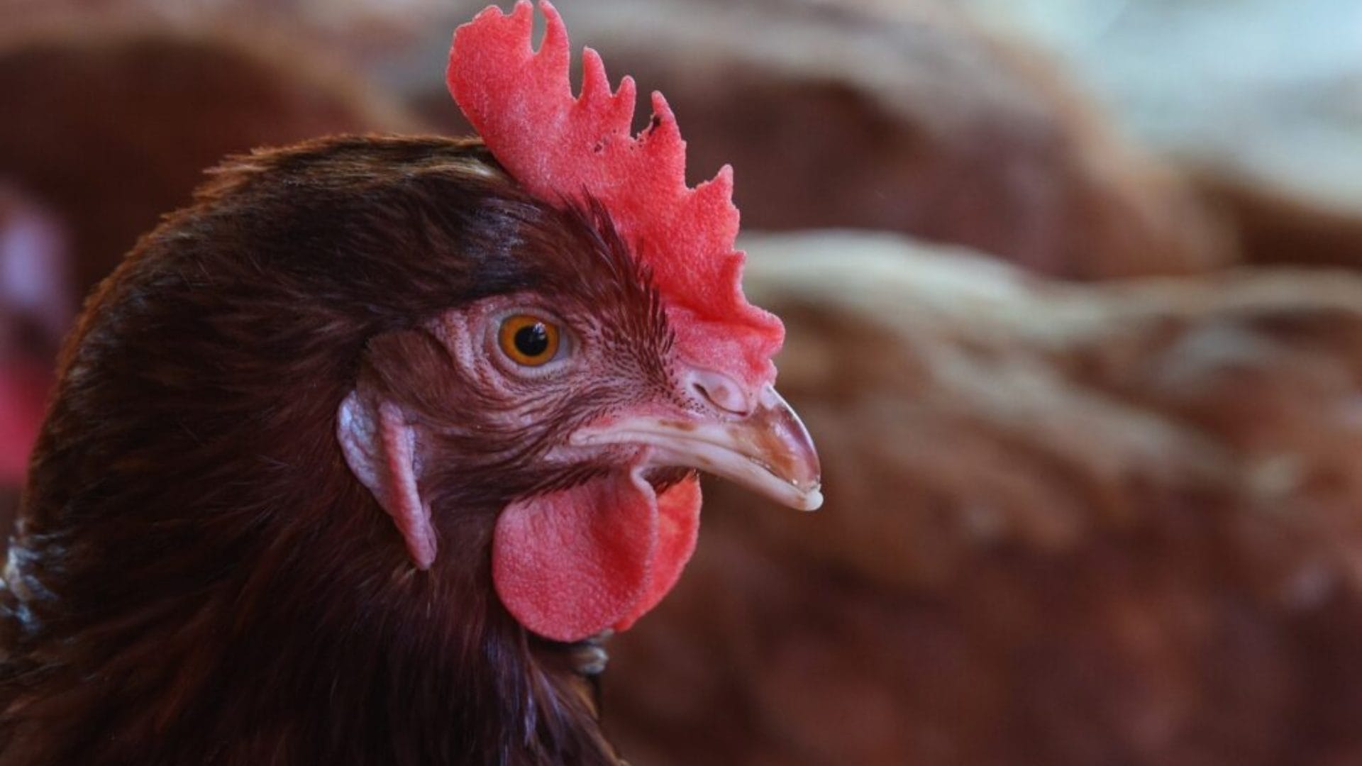 Agroseguros contrata nuevo seguro para enfermedades exóticas en aves