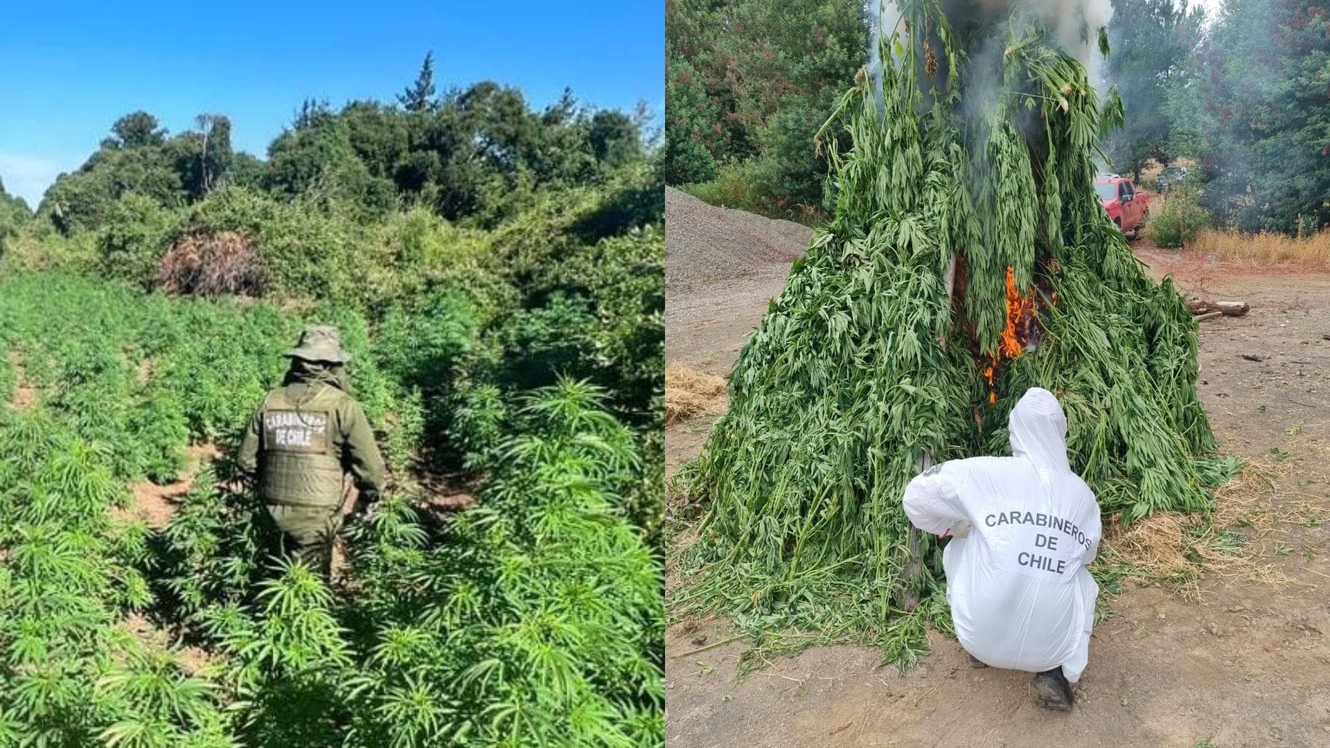 Casi 8 mil plantas de marihuana fueron incautadas tras localizar nuevo gran cultivo en zona cordillerana de Yungay