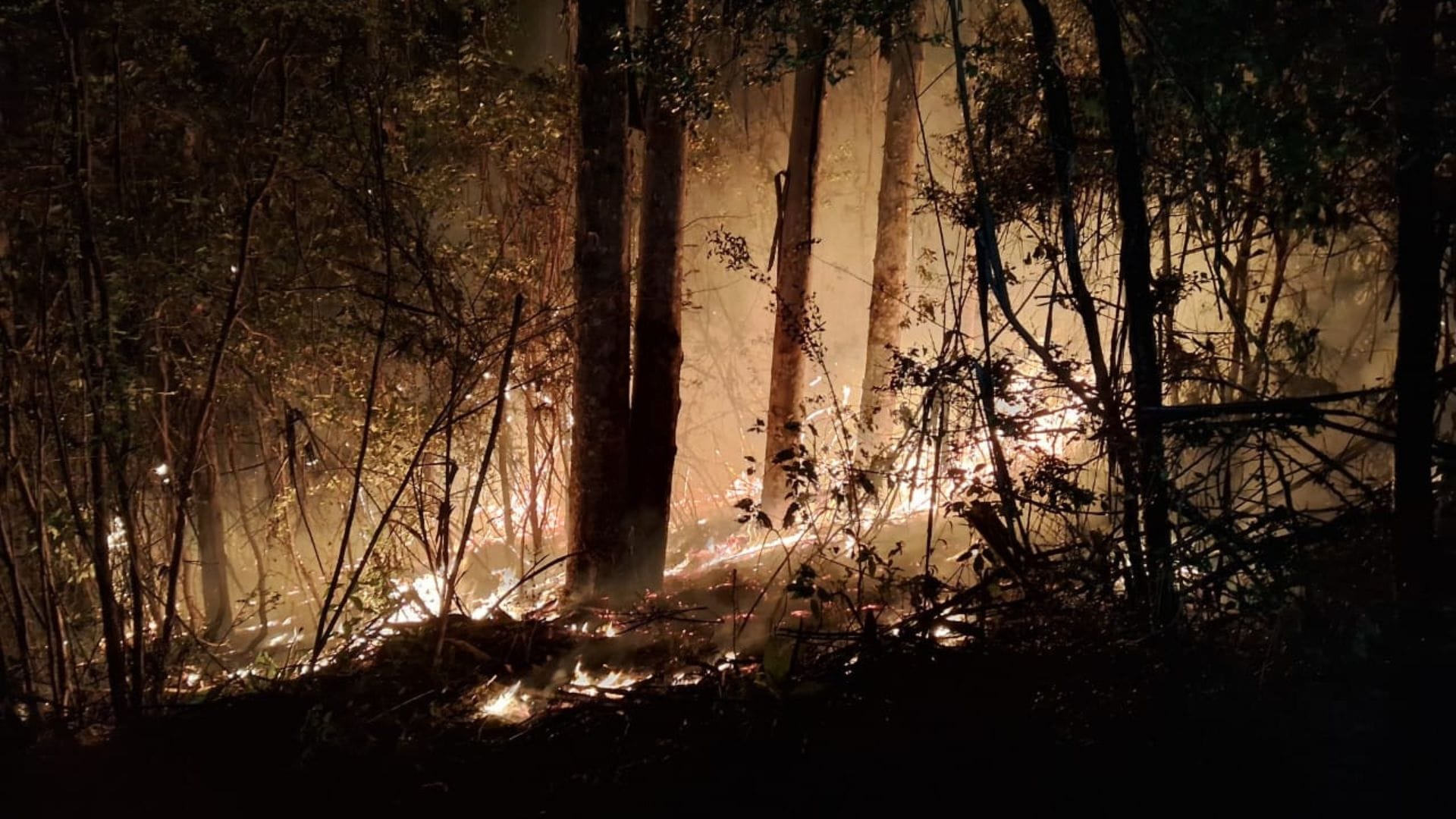 Alcaldes plantean tesis tras “multifocos” de incendios forestales en el Biobío: Robo de madera o despeje de terrenos para futuras tomas