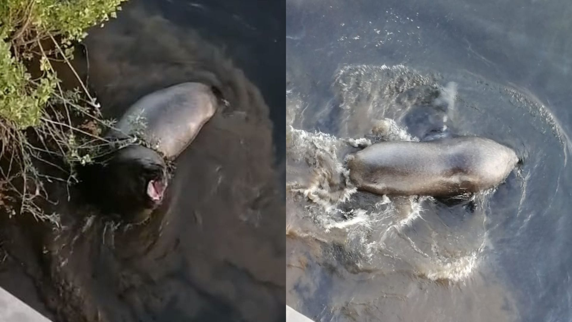 Avistan lobo marino en la ribera del río Biobío por Concepción