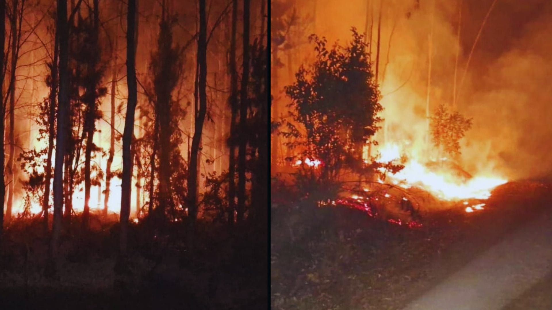 Alerta en Arauco por generación de incendios forestales: Anoche hubo 16 focos simultáneos