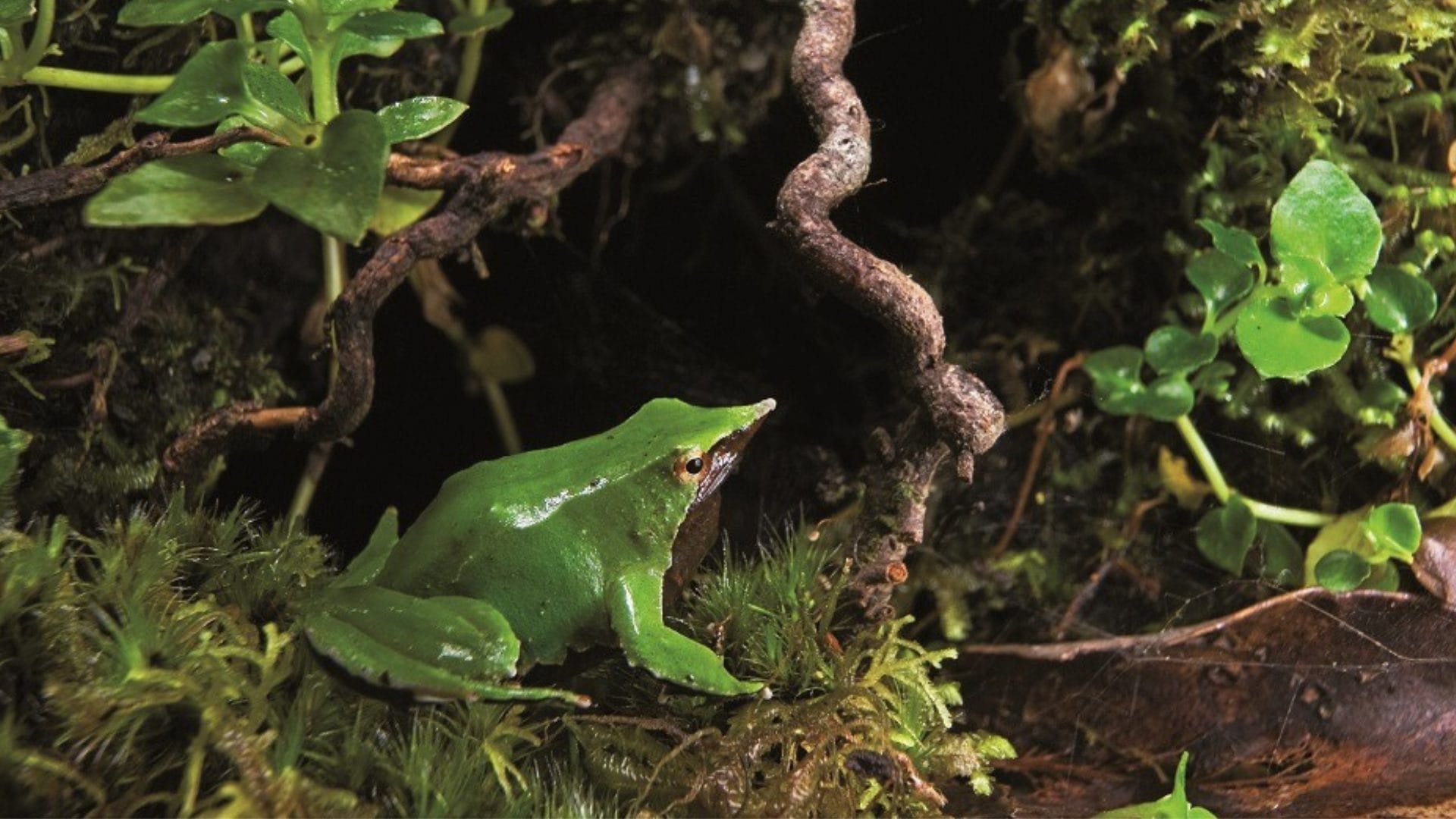 Con monitoreo continuo: Buscan proteger a la Ranita de Darwin al norte del Biobío