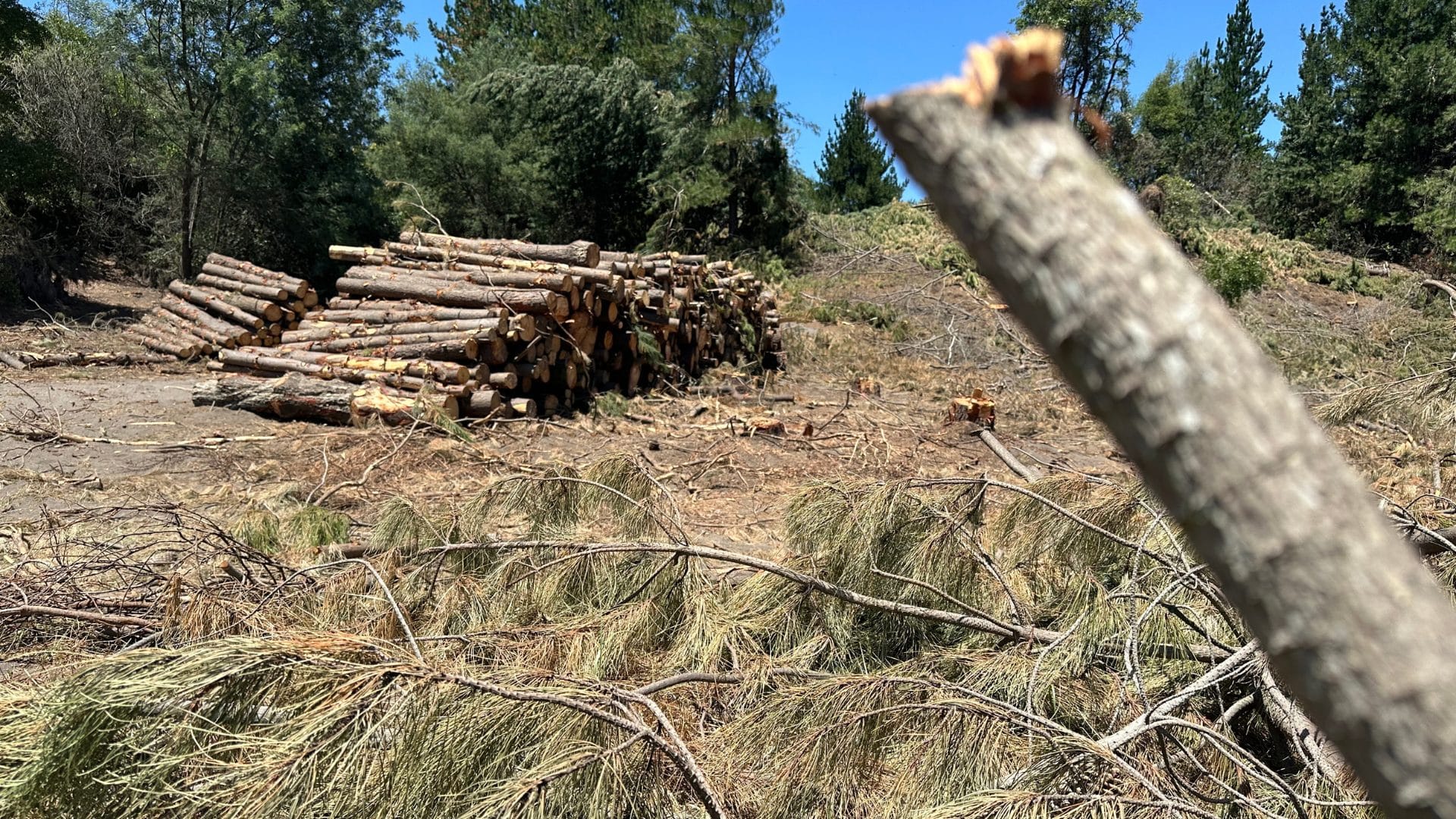 Fiscalía valora condena efectiva a 11 personas por robo de madera en la Provincia de Arauco: Gobierno critica la determinación