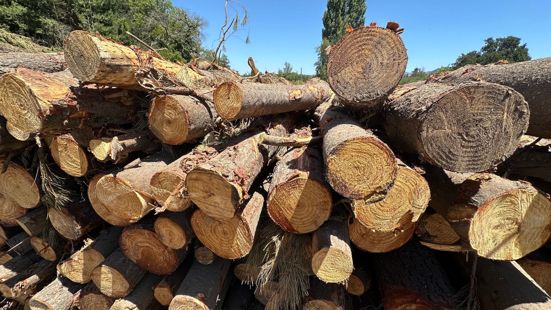 Capo del robo de madera en Arauco purgará con cárcel efectiva