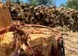Confiscan $3.200 millones a banda que traficaba madera robada en la Provincia de Arauco: Su líder recibe 5 años de cárcel