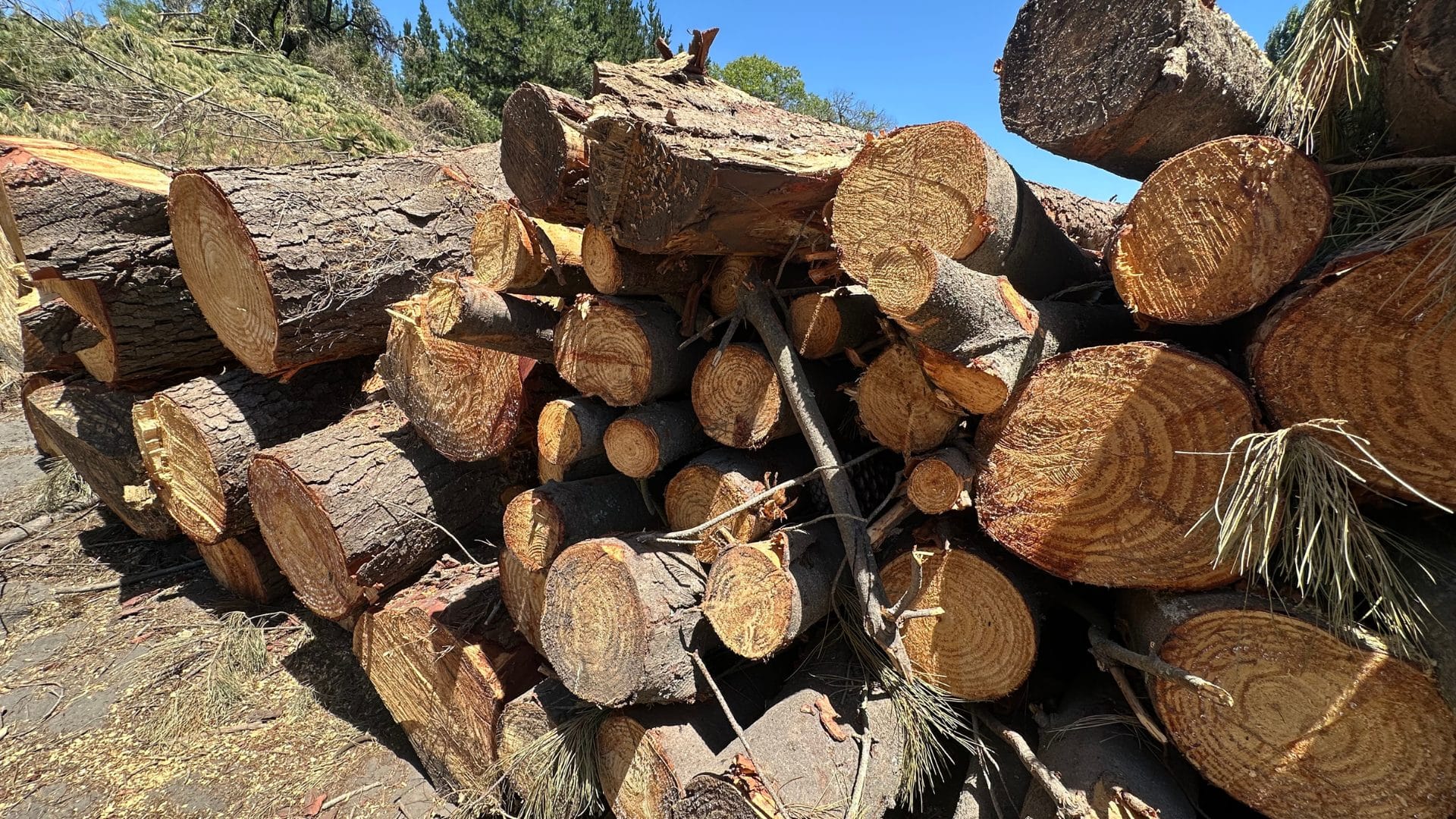 Encuentran culpable a “El Mentolato” de robo de madera en Arauco