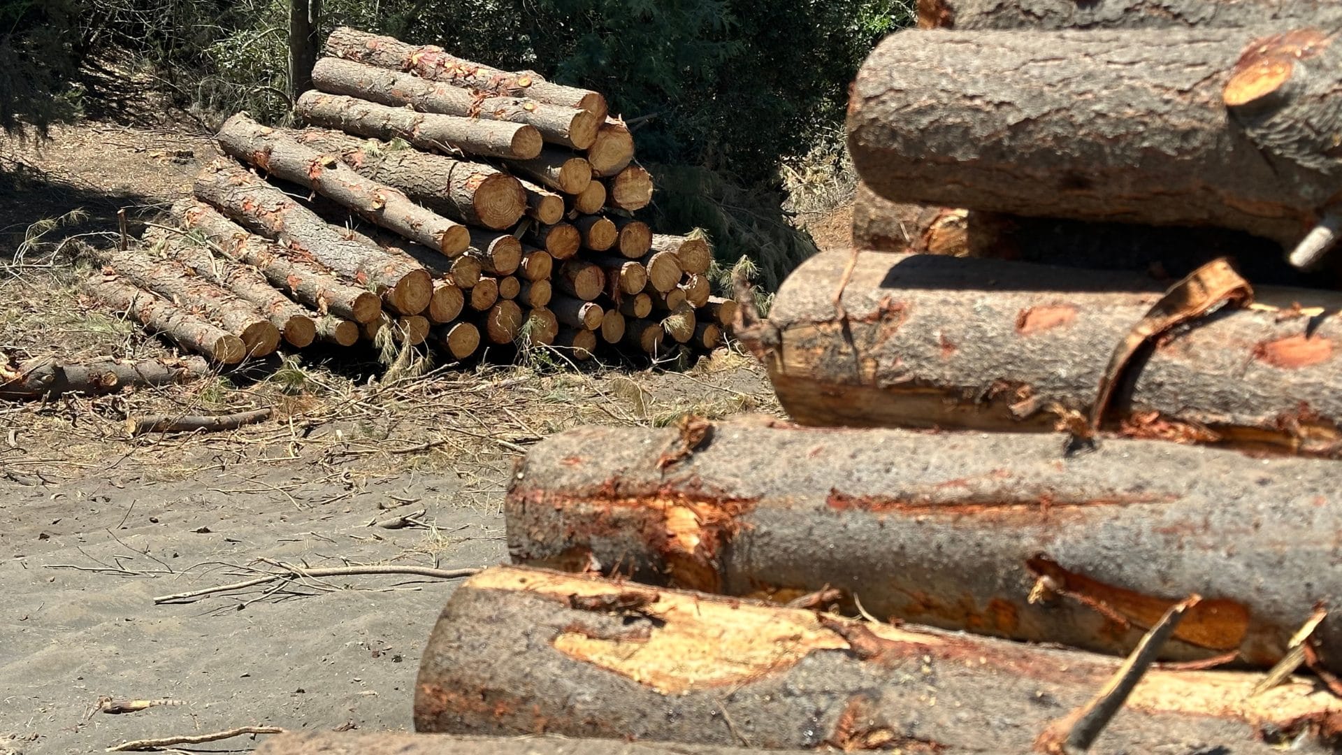 Forestales valoran disminución de la violencia en la Macrozona Sur, pero faltan incentivos para la inversión