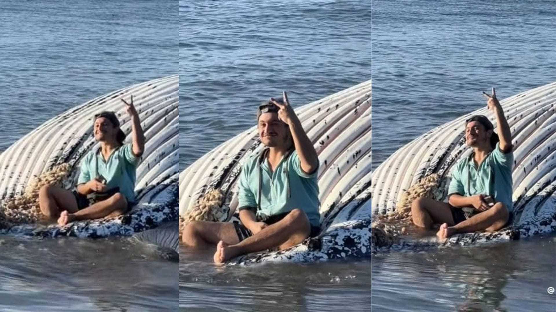 Sujeto fue captado fotografiándose sobre ballena muerta en Penco: “Un pelmazo de esos que no faltan”