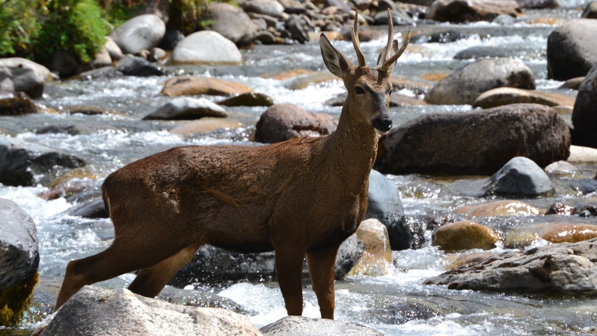 Instalarán refugio para facilitar el monitoreo científico de los huemules en plena cordillera de Ñuble
